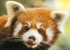 Red Panda  (Ailurus fulgens)