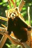 Red Panda  (Ailurus fulgens)