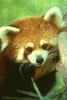 Red Panda  (Ailurus fulgens)