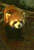 Red Panda  (Ailurus fulgens)