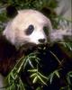 Giant Panda  (Ailuropoda melanoleuca)