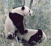 Giant Panda  (Ailuropoda melanoleuca)