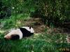 Giant Panda  (Ailuropoda melanoleuca) from San Diego Zoo