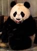 Giant Panda  (Ailuropoda melanoleuca)
