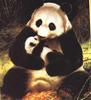 Giant Panda  (Ailuropoda melanoleuca)