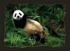 Giant Panda  (Ailuropoda melanoleuca)