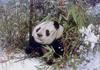 Giant Panda  (Ailuropoda melanoleuca) - Wolong Panda Reserve China