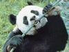 Giant Panda  (Ailuropoda melanoleuca)