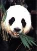 Giant Panda  (Ailuropoda melanoleuca)