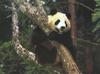 Giant Panda  (Ailuropoda melanoleuca)