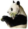 Giant Panda  (Ailuropoda melanoleuca)