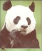 Giant Panda  (Ailuropoda melanoleuca)