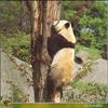 Giant Panda  (Ailuropoda melanoleuca)