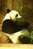 Giant Panda  (Ailuropoda melanoleuca)