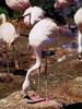 Flamingo  (Phoenicopterus sp.)