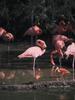 Flamingo  (Phoenicopterus sp.)