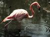 Flamingo  (Phoenicopterus sp.)