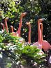Flamingo  (Phoenicopterus sp.) - flock