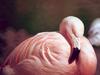 Flamingo  (Phoenicopterus sp.)