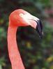 Flamingo  (Phoenicopterus sp.)