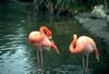 Flamingos  (Phoenicopterus sp.).