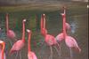 Flamingos  (Phoenicopterus sp.).