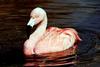 Flamingo  (Phoenicopterus sp.).