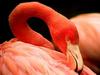 Flamingo  (Phoenicopterus sp.).