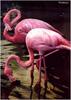 Flamingo  (Phoenicopterus sp.).