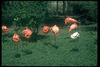 Flamingo  (Phoenicopterus sp.)