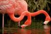 Flamingo  (Phoenicopterus sp.)