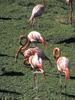 Flamingo  (Phoenicopterus sp.)