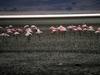 Flamingo  (Phoenicopterus sp.)