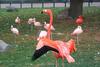 Flamingo  (Phoenicopterus sp.) - Vila Zoo