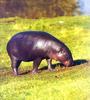 Pygmy Hippo (Choeropsis liberiensis)