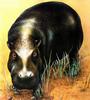 [Animal Art] Pygmy Hippo (Choeropsis liberiensis)