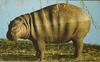 Pygmy Hippo (Choeropsis liberiensis)