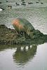 Pygmy Hippo (Choeropsis liberiensis)