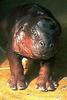 Pygmy Hippo (Choeropsis liberiensis)