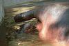 Pygmy Hippo (Choeropsis liberiensis)