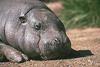 Pygmy Hippo (Choeropsis liberiensis)