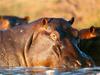 River Hippo (Hippopotamus amphibius)