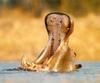 River Hippo (Hippopotamus amphibius) - wide open mouth