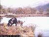 River Hippo (Hippopotamus amphibius)