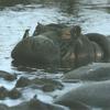 River Hippo (Hippopotamus amphibius)