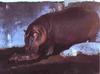 River Hippos (Hippopotamus amphibius) - mom and young at Denver Zoo