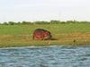 River Hippo (Hippopotamus amphibius)