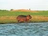 River Hippo (Hippopotamus amphibius)