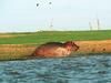 River Hippo (Hippopotamus amphibius)