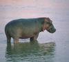 River Hippo (Hippopotamus amphibius)